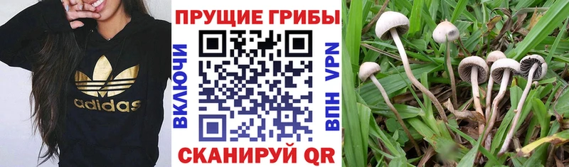 Псилоцибиновые грибы ЛСД  купить закладку  Комсомольск 